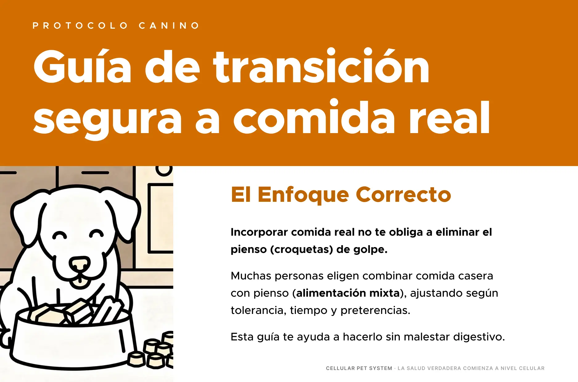 Bono 2: Protocolo de Transición