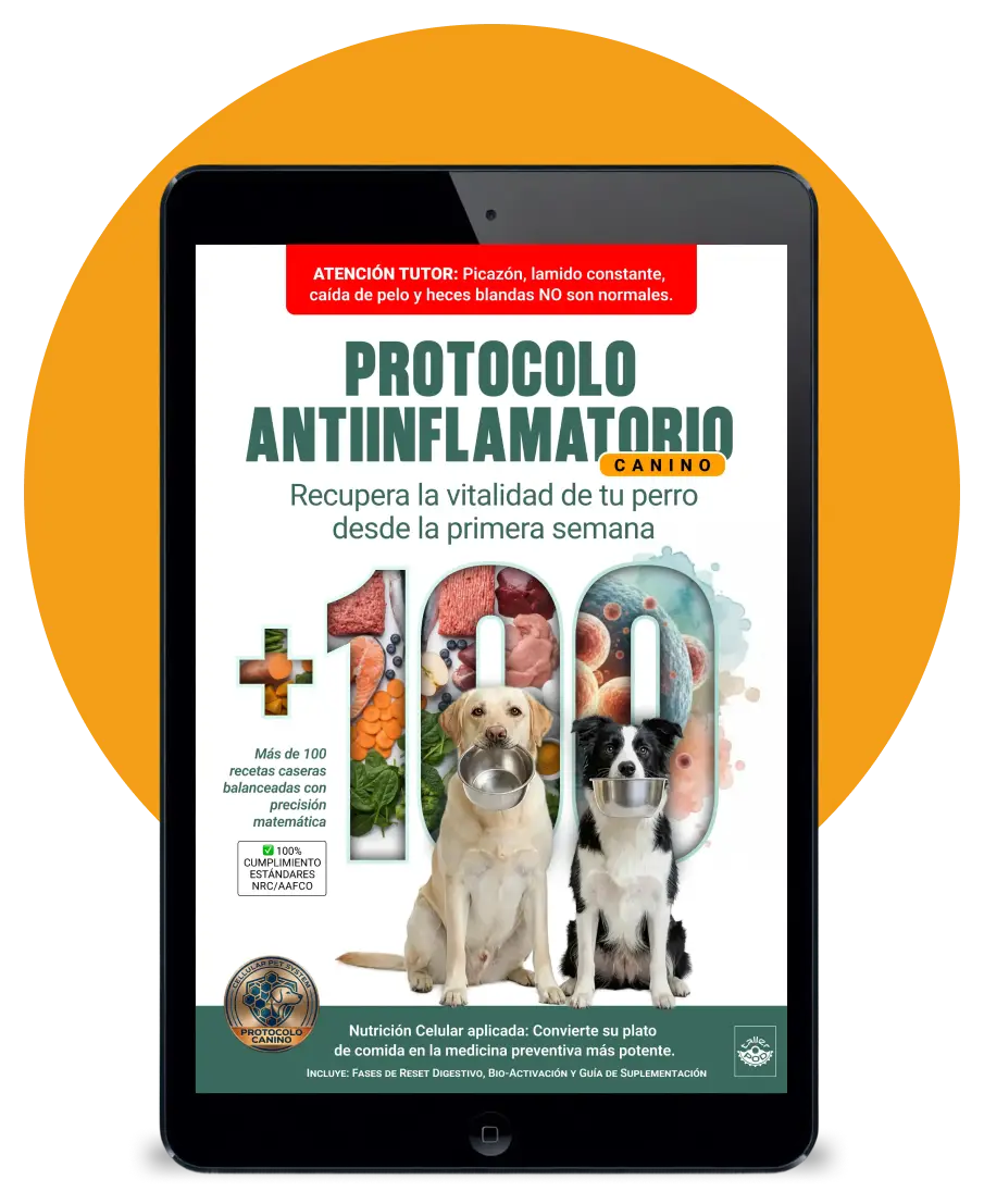 Protocolo Antiinflamatorio Canino