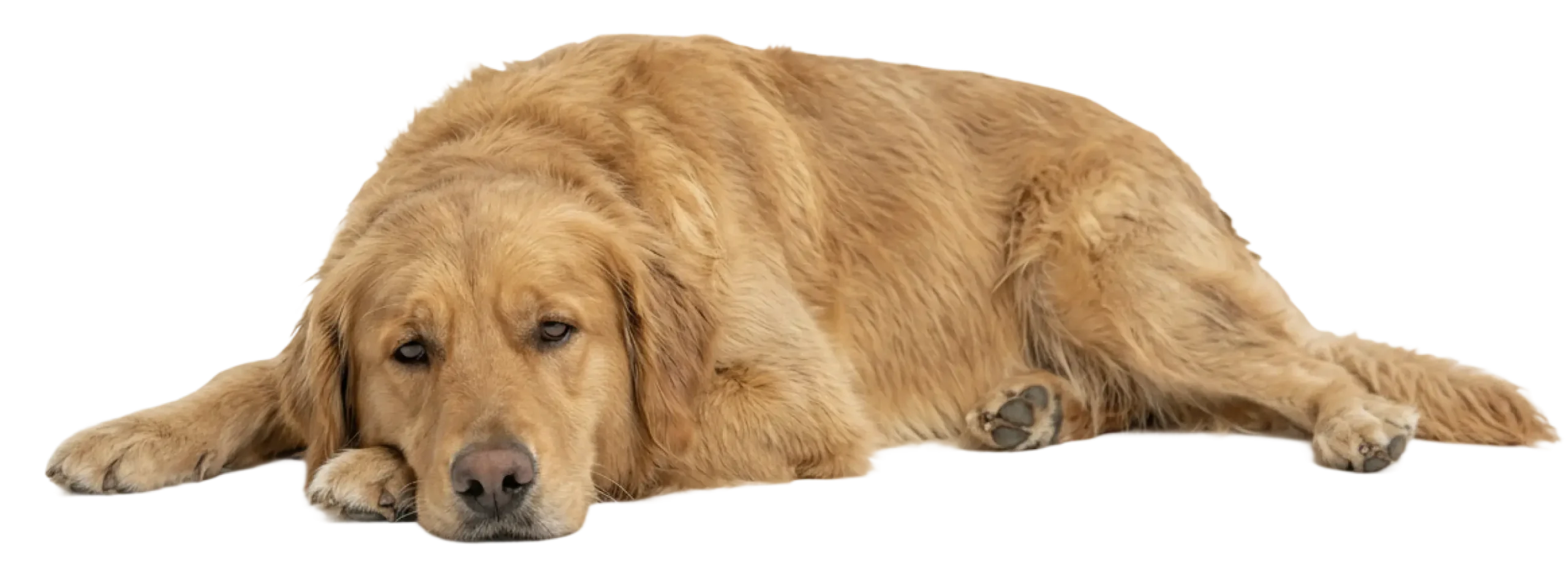 Perro aletargado con molestias