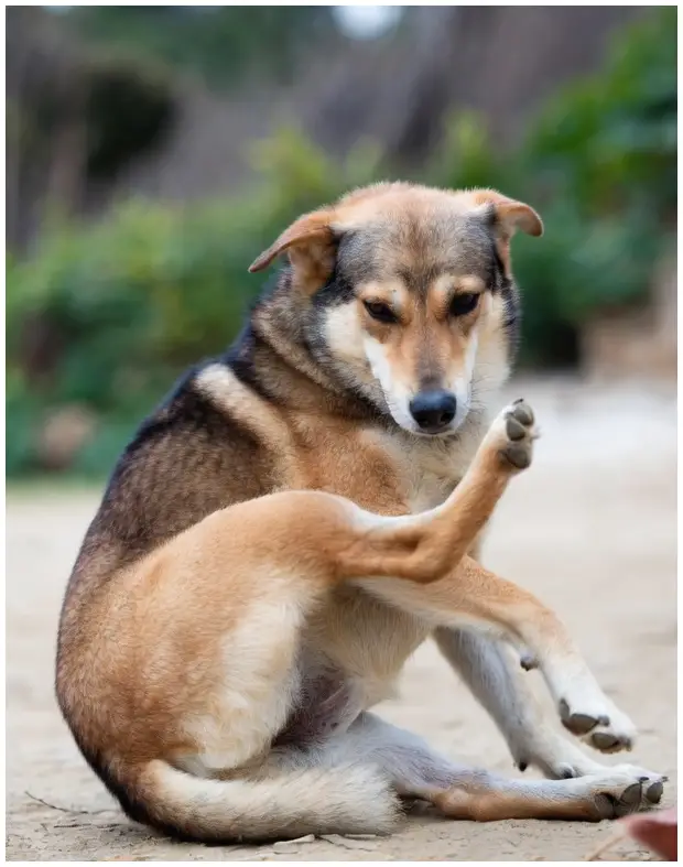 Perro con picazón antes del protocolo